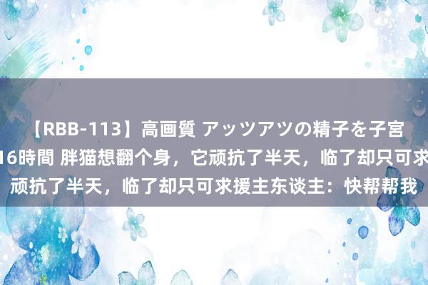 【RBB-113】高画質 アッツアツの精子を子宮に孕ませ中出し120発16時間 胖猫想翻个身，它顽抗了半天，临了却只可求援主东谈主：快帮帮我