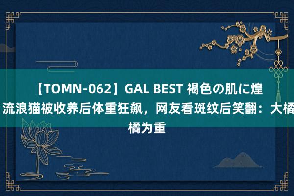 【TOMN-062】GAL BEST 褐色の肌に煌く汗 流浪猫被收养后体重狂飙，网友看斑纹后笑翻：大橘为重